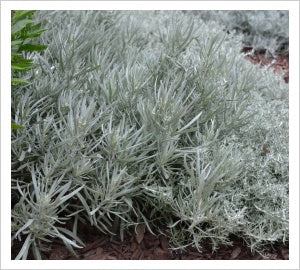 Curry Plant Silvio Spreading (Helichrysum italicum)