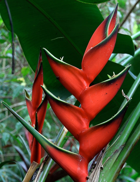 Heliconia bihai 'Claw I'