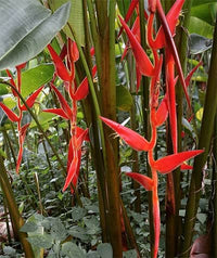 Heliconia pendula 'Red Waxy'