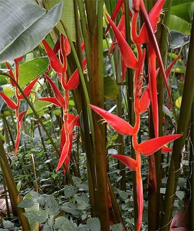 Heliconia pendula 'Red Waxy' - Ladybird Nursery