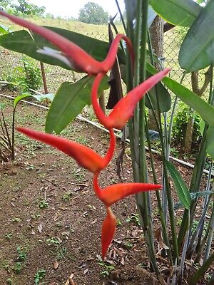 Heliconia pendula 'Red Waxy' - Ladybird Nursery