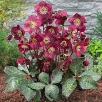 Hellebore Anna Red (Helleborus ) - Ladybird Nursery