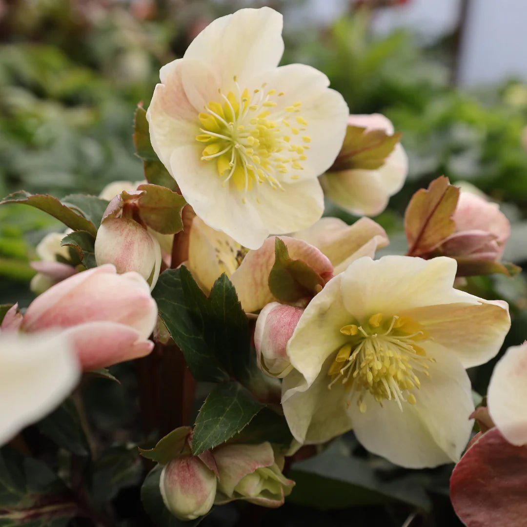 Hellebore Gold Collection ® Cinnamon Snow (Helleborus ) - Ladybird Nursery
