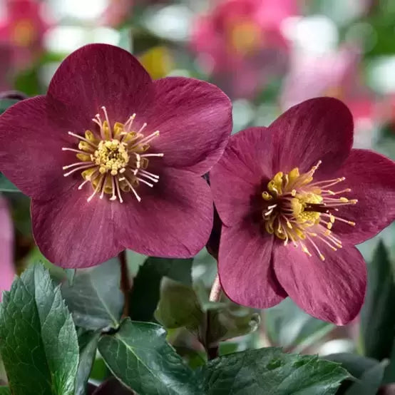 Hellebore Ice N Roses Early Red (Helleborus )