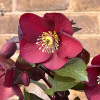 Hellebore Ice N Roses Merlot (Helleborus )