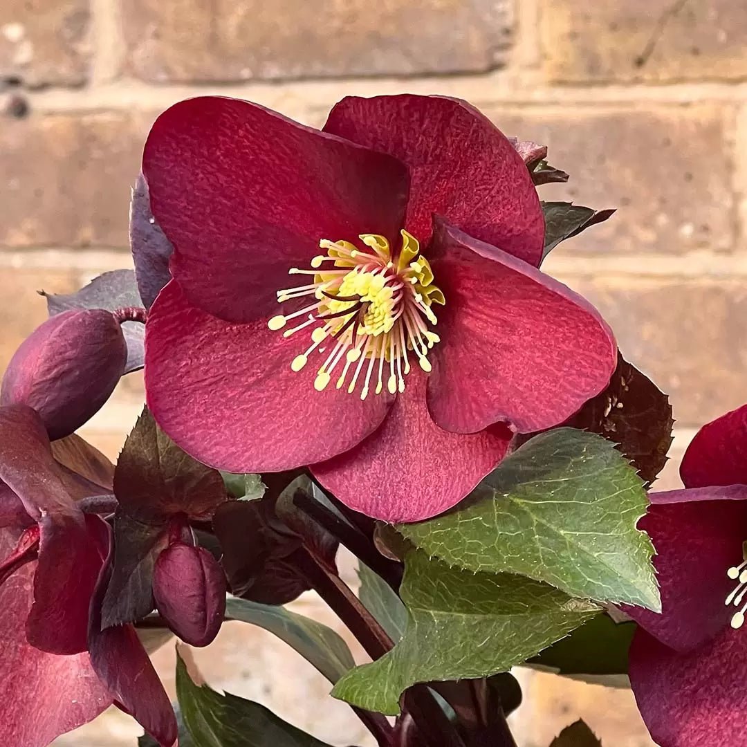 Hellebore Ice N Roses Merlot (Helleborus ) - Ladybird Nursery