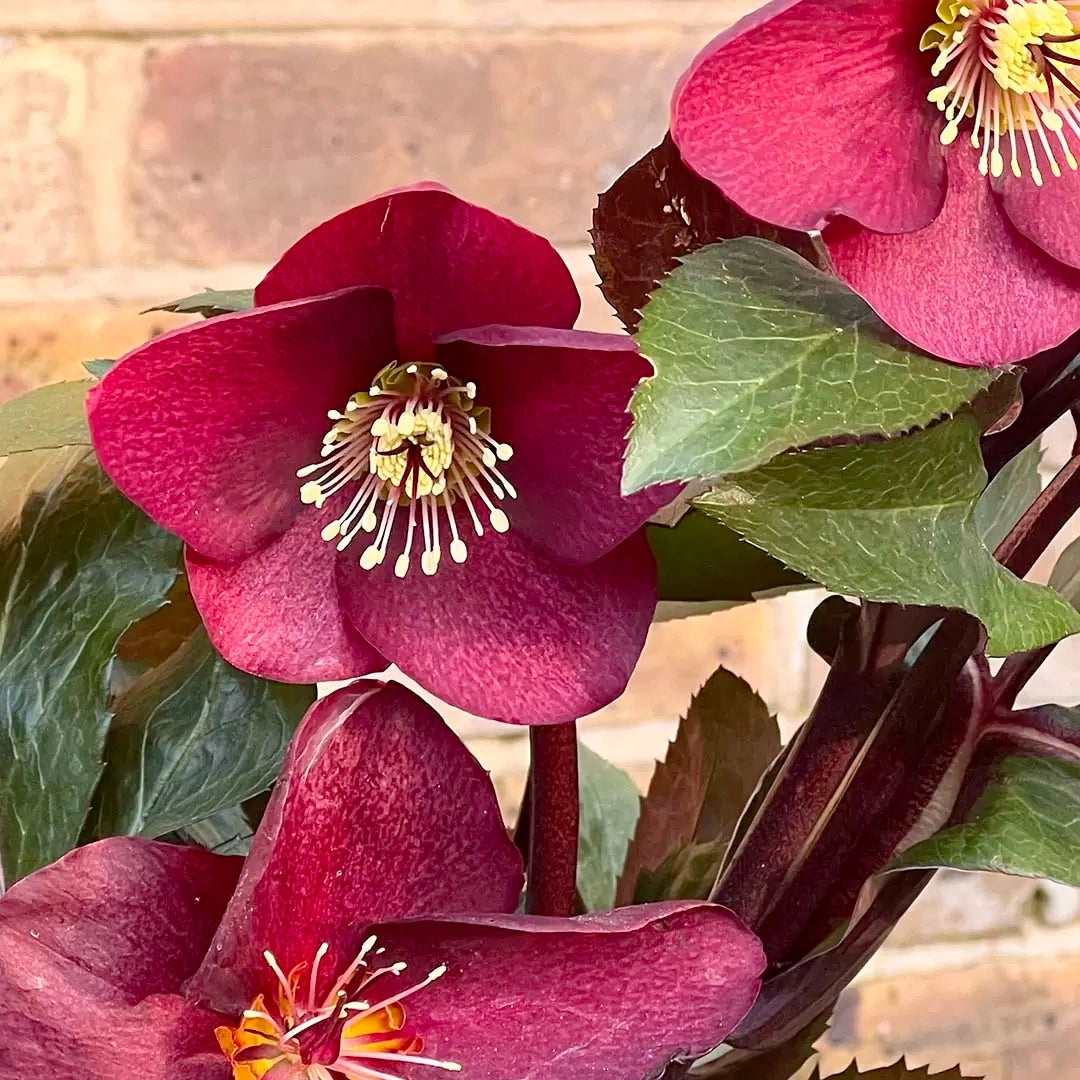 Hellebore Ice N Roses Early Red (Helleborus )