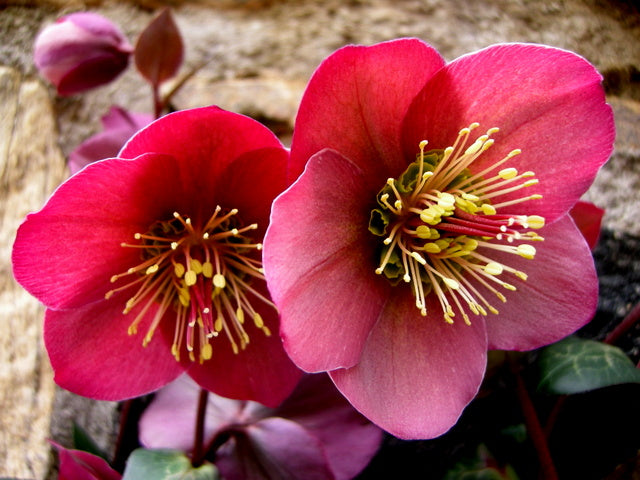Hellebore Pennys Pink (Helleborus )