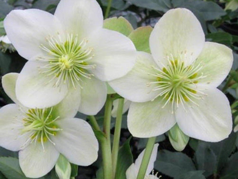 Hellebore Gold Collection ® Ice Breaker Max (Helleborus ) - Ladybird Nursery