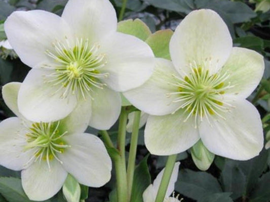 Hellebore Gold Collection ® Ice Breaker Max (Helleborus )