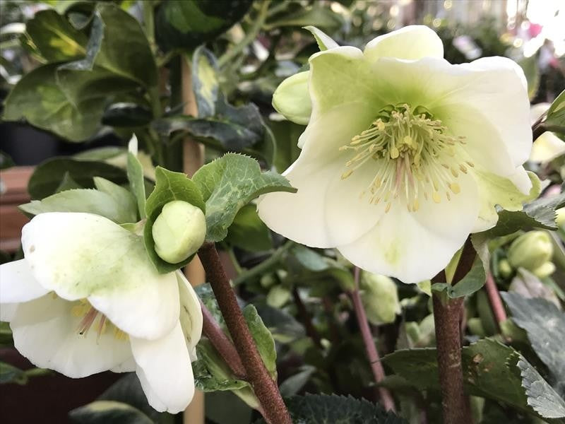 Hellebore Mollys White (Helleborus )