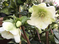 Hellebore Mollys White (Helleborus )