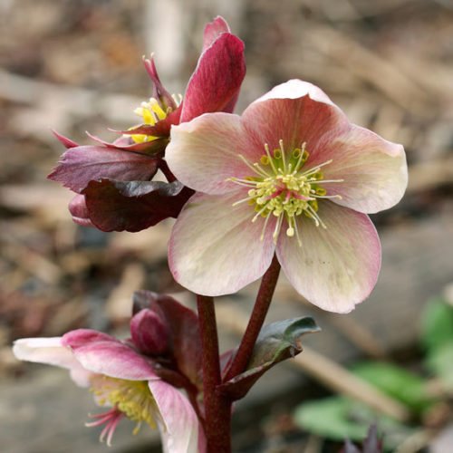 Hellebore Pink Frost (Helleborus ) - Ladybird Nursery