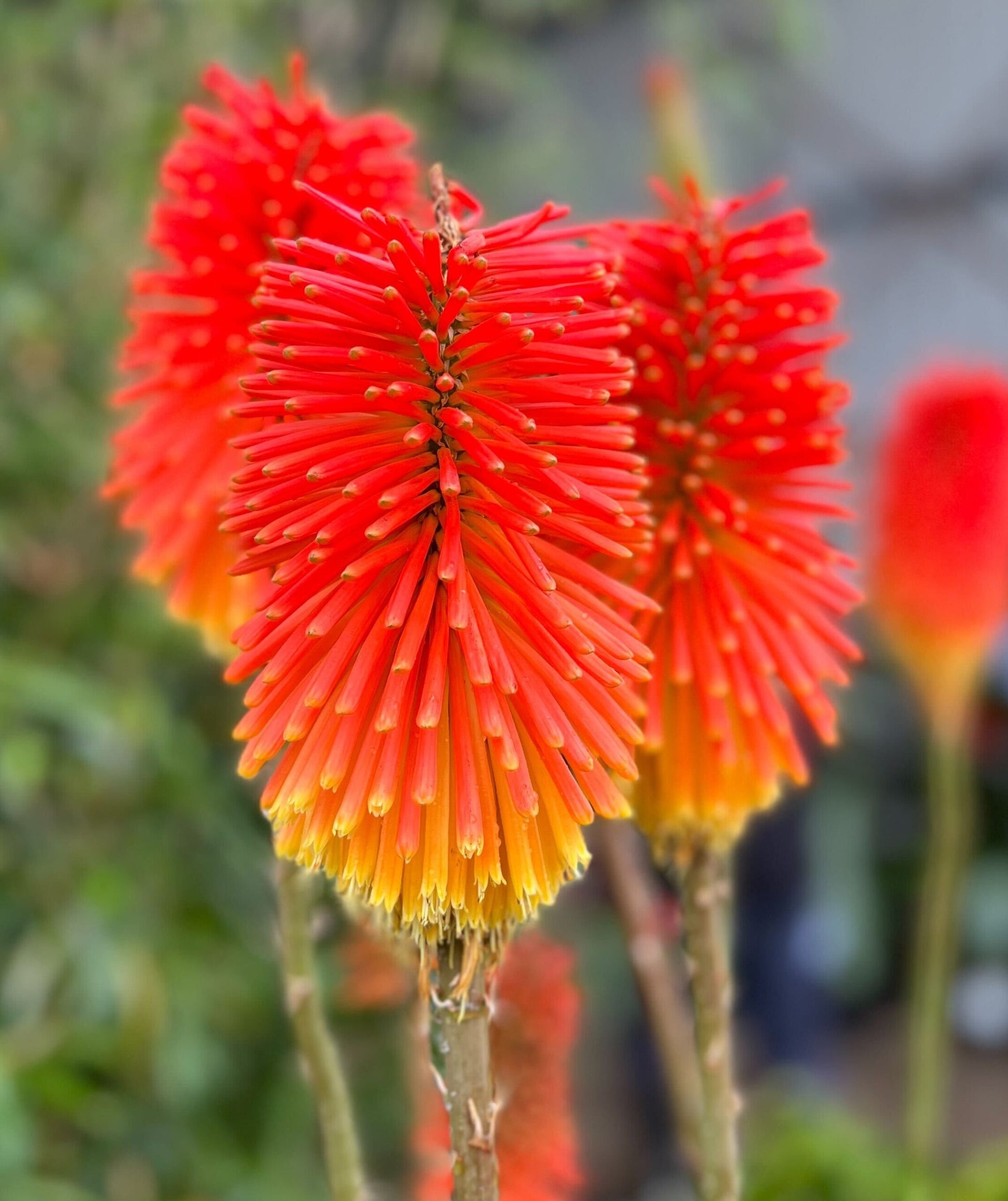 Red Hot Poker Traffic Lights (Kniphofia)