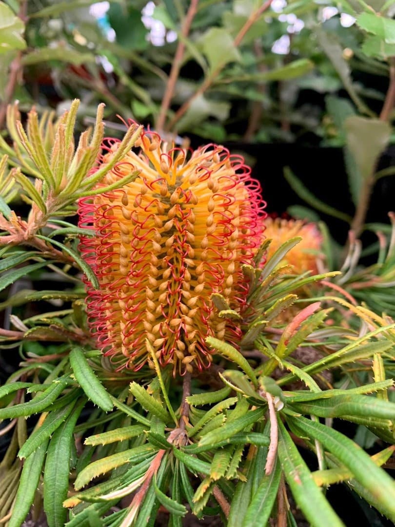 Dwarf Red Hairpin Banksia (Banksia spinulosa) - Ladybird Nursery