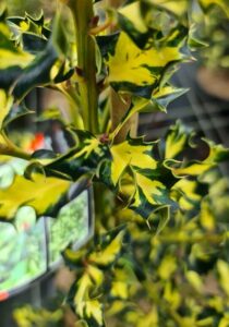 Holly Silver Milkmaid (Ilex aquifolium)