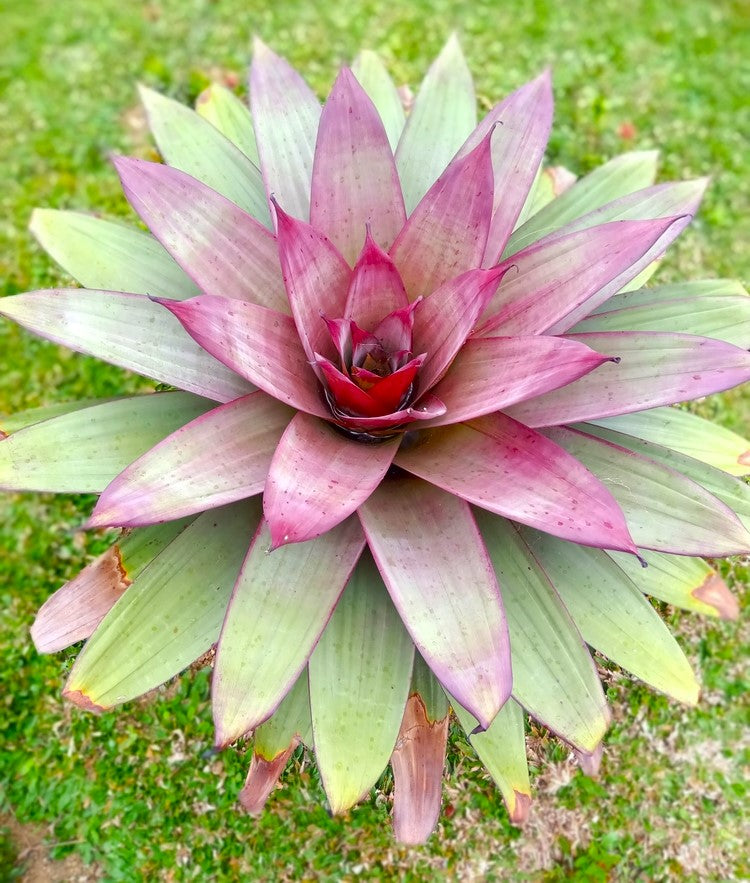 Wine-coloured Bromeliad (Alcantarea vinicolor)