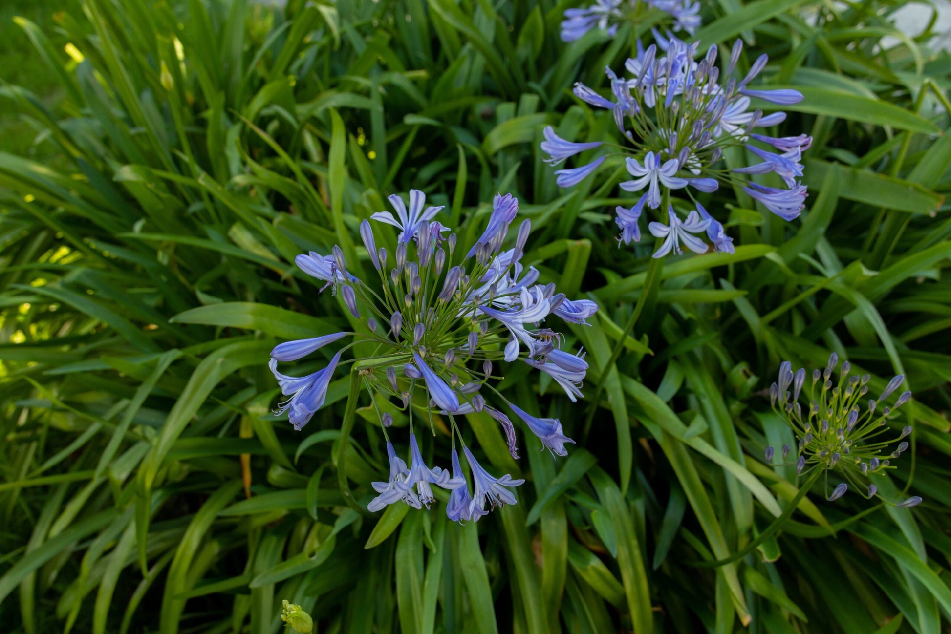Agapanthus Baby Blue (Dwarf Agapanthus)