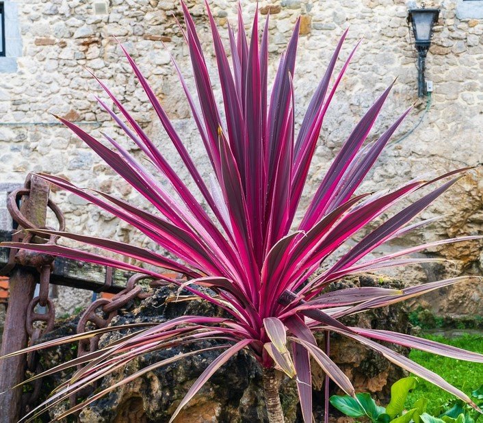 Cordyline 'Electric Pink™' (Cordyline banksii) - Ladybird Nursery