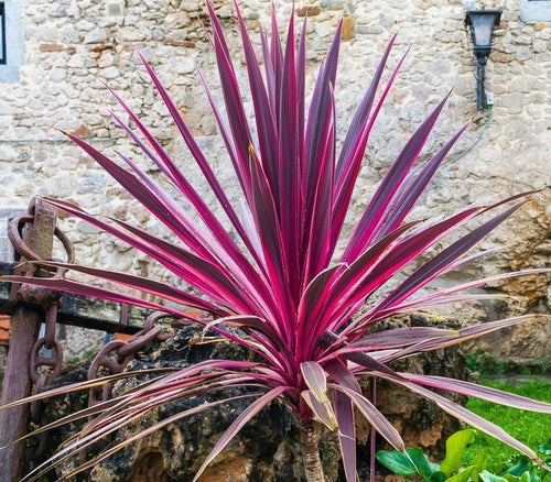 Cordyline 'Electric Pink™' (Cordyline banksii) - Ladybird Nursery