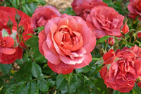 Rose Hot Chocolate 2 ft Standards (Rosa) - Ladybird Nursery