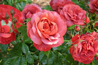 Rose ‘Hot Chocolate’ 3ft Standard