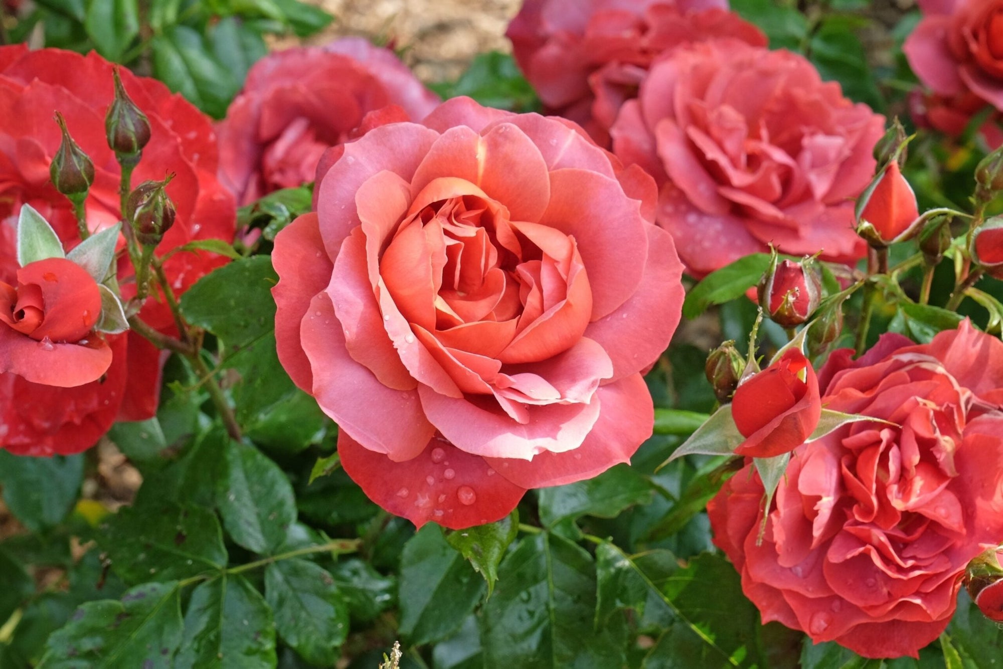Rose ‘Hot Chocolate’ 3ft Standard - Ladybird Nursery
