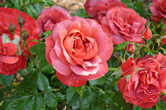 Rose ‘Hot Chocolate’ 3ft Standard