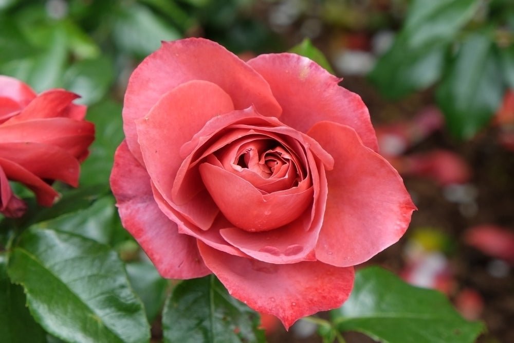 Rose ‘Hot Chocolate’ 3ft Standard - Ladybird Nursery