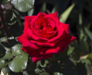 Rose Kardinal 2 ft Standards (Rosa) - Ladybird Nursery