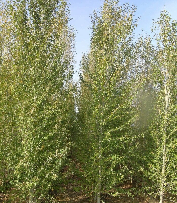 Simon's Poplar fastigiata Simons (Populus simonii)