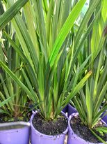 Native Stream Lily (Helmholtzia glaberrima) - Ladybird Nursery