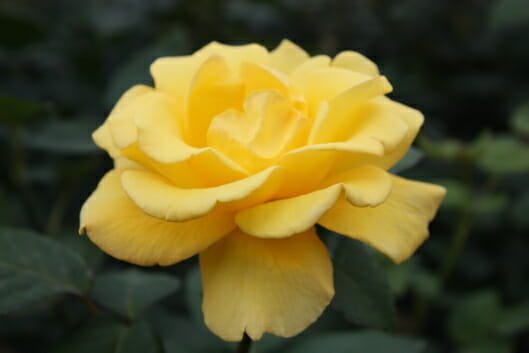 Rose Helmut Schmidt (Rosa) - Ladybird Nursery