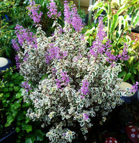 Hemizygia Candy Kisses (Hemizygia )