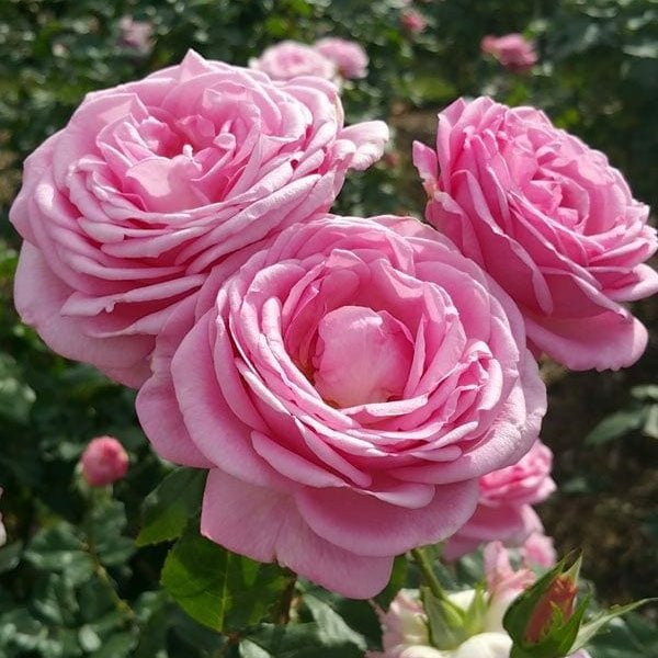 Rose 'Hero' (David Austin) - Large - Ladybird Nursery