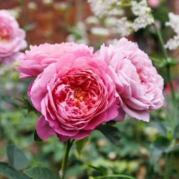 Rose 'Hero' (David Austin) - Large - Ladybird Nursery