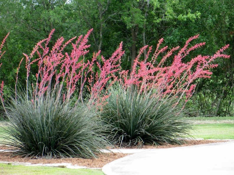 Red Yucca (Hesperaloe parviflora) - Ladybird Nursery
