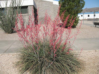 Red Yucca (Hesperaloe parviflora) - Ladybird Nursery