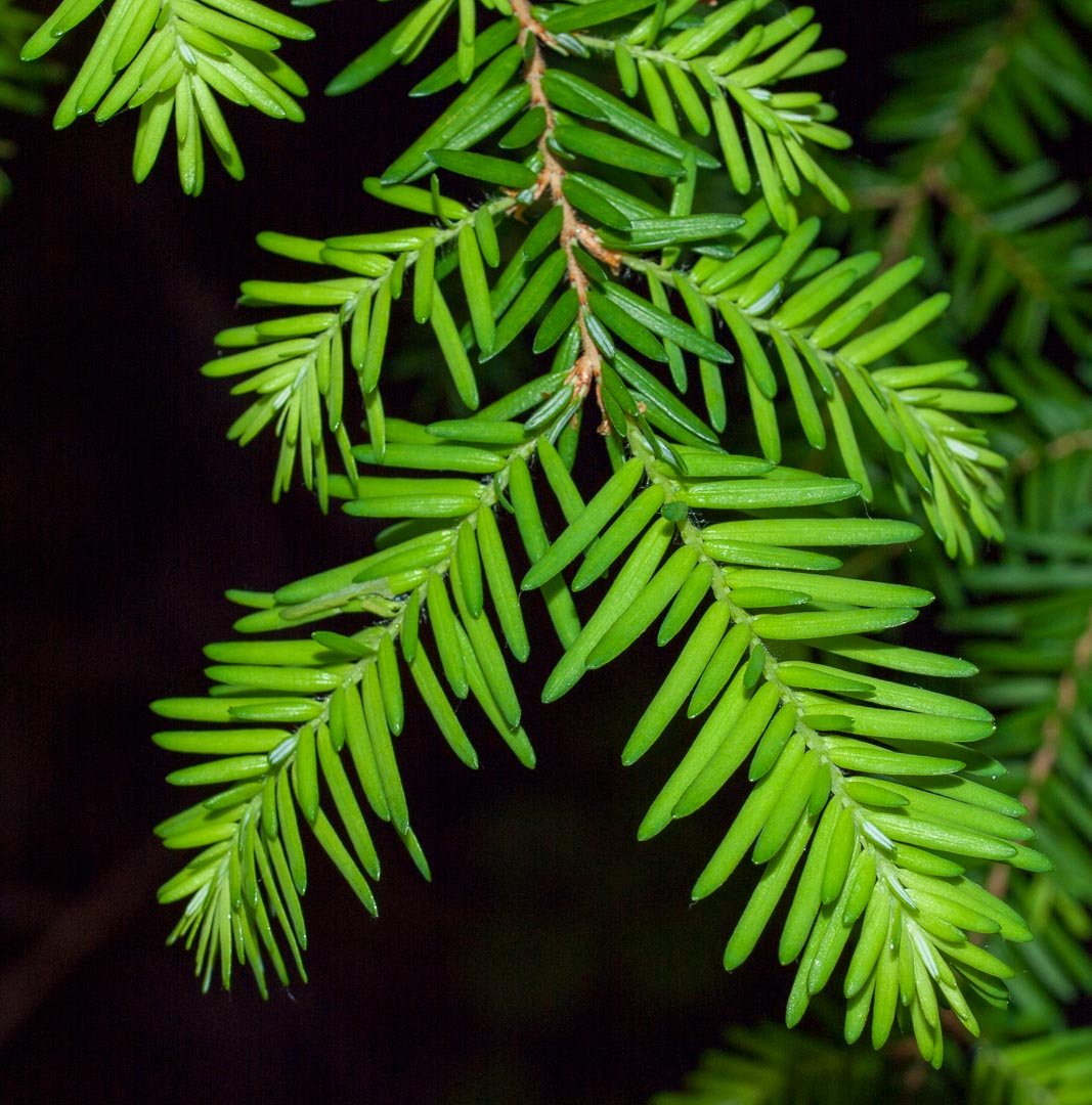 Western Hemlock (Tsuga heterophylla) - Ladybird Nursery