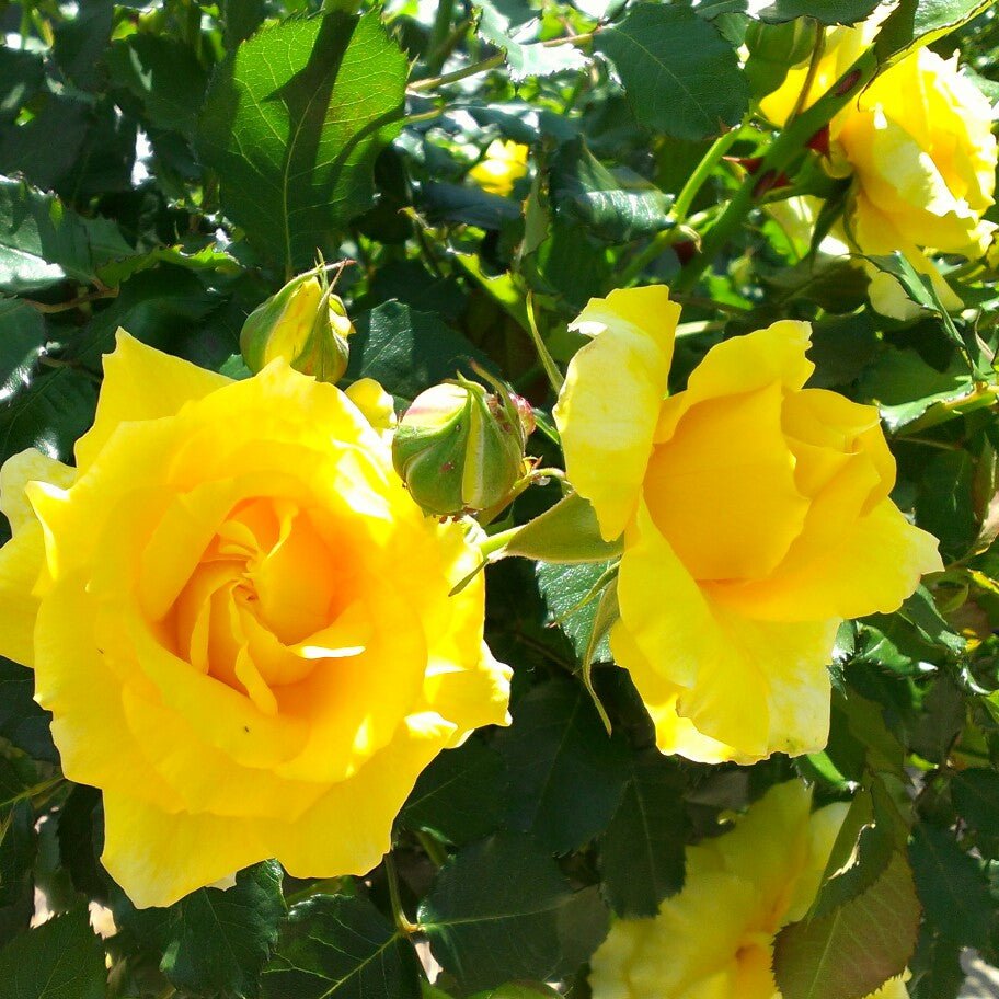 Rose Gold Bunny (Rosa) - Ladybird Nursery