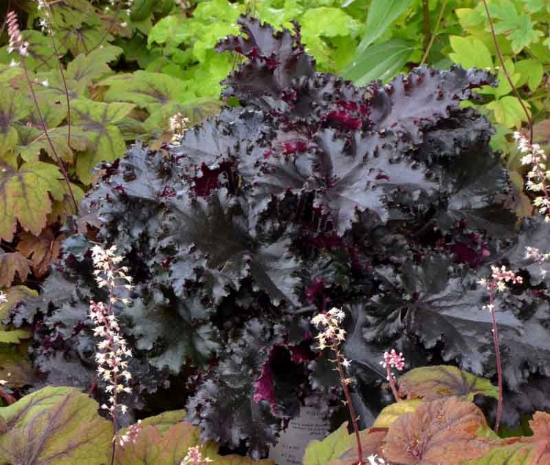 Heuchera Black Taffeta - Ladybird Nursery