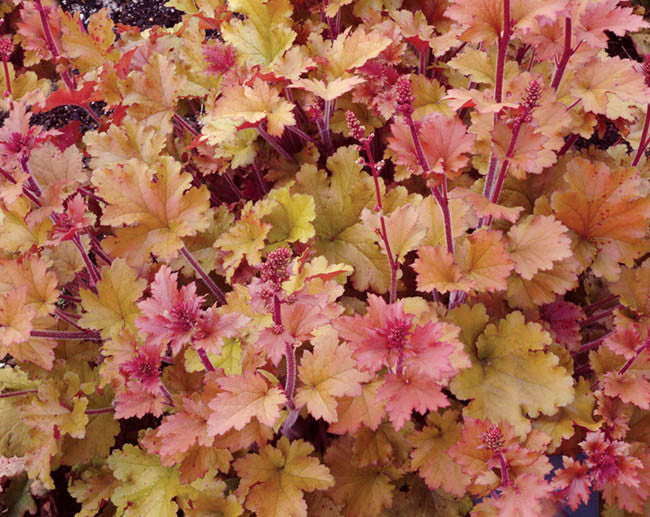 Heuchera Marmalade