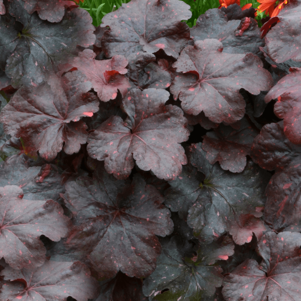 Heuchera Black Taffeta (Heuchera sanguinea) - Ladybird Nursery