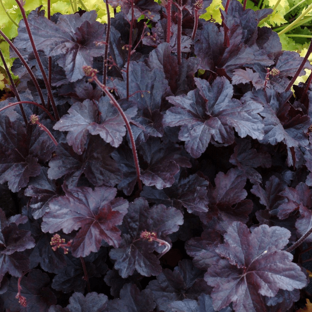Heuchera Black Taffeta - Ladybird Nursery