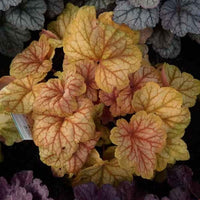 Heuchera Champagne - Ladybird Nursery