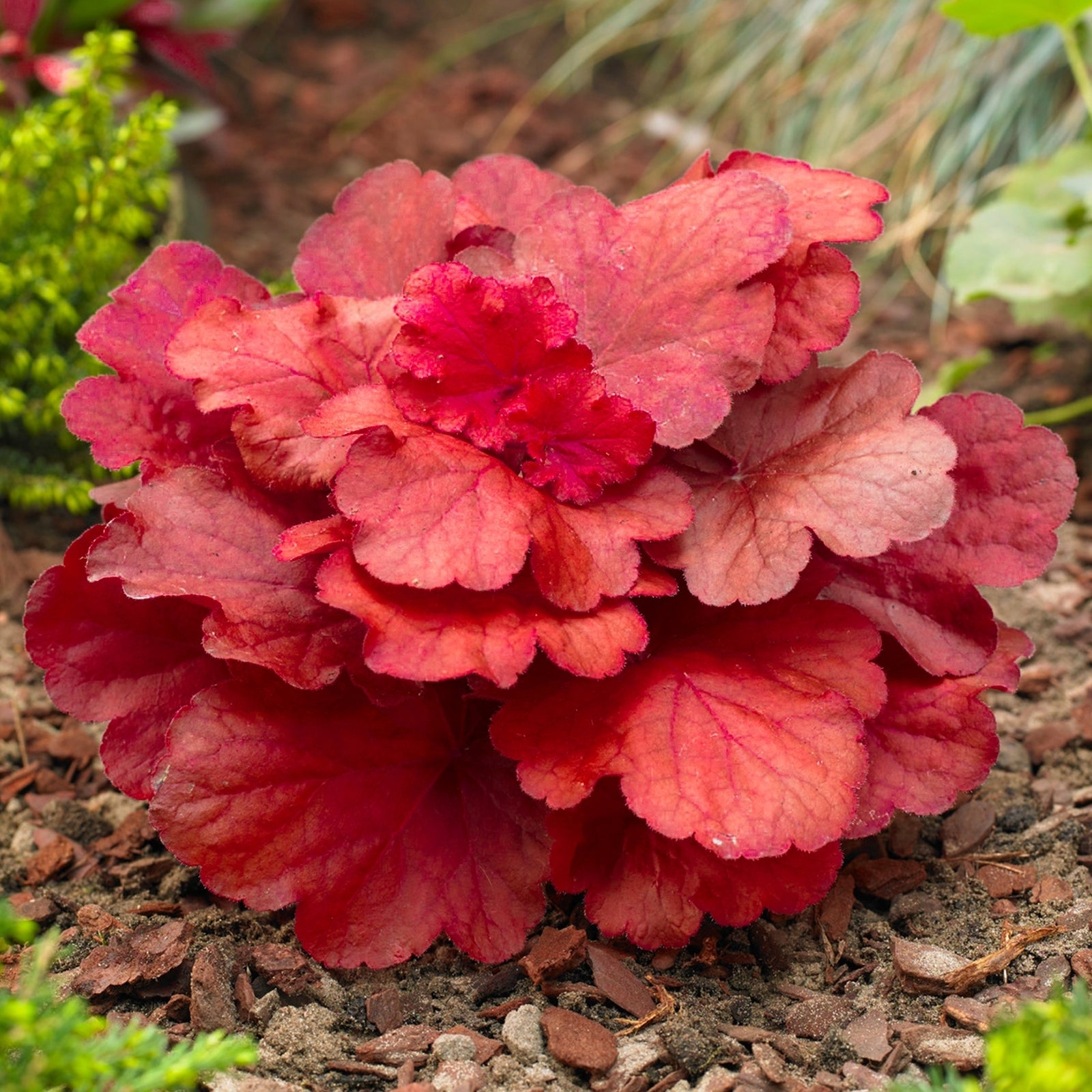 Heuchera Fire Alarm - Ladybird Nursery