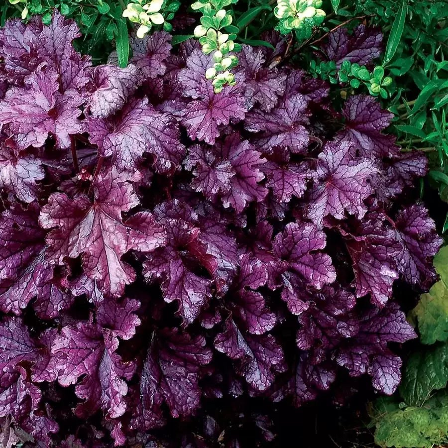 Heuchera Forever Purple - Ladybird Nursery
