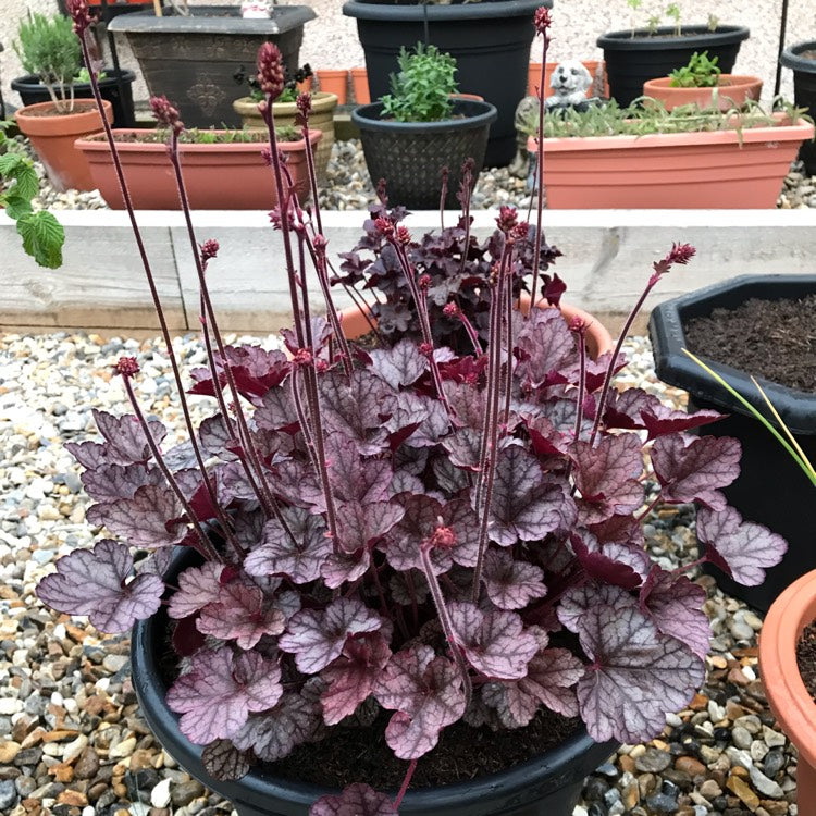 Heuchera Glitter