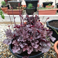 Heuchera Glitter - Ladybird Nursery