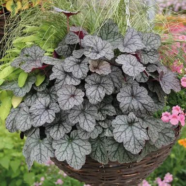 Heuchera Glitter - Ladybird Nursery